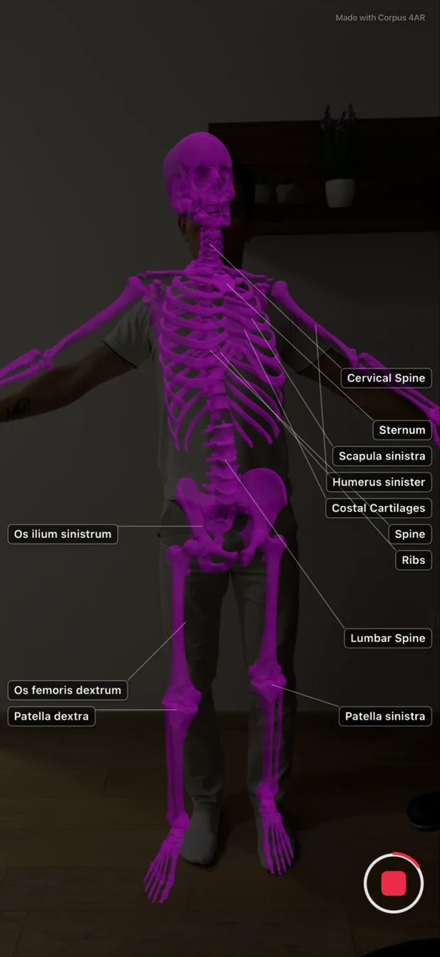 Corpus 4AR running on iPhone: a full skeleton overlaid on a standing person, with leader lines labelling the cervical spine, sternum, ribs, costal cartilages and femur.